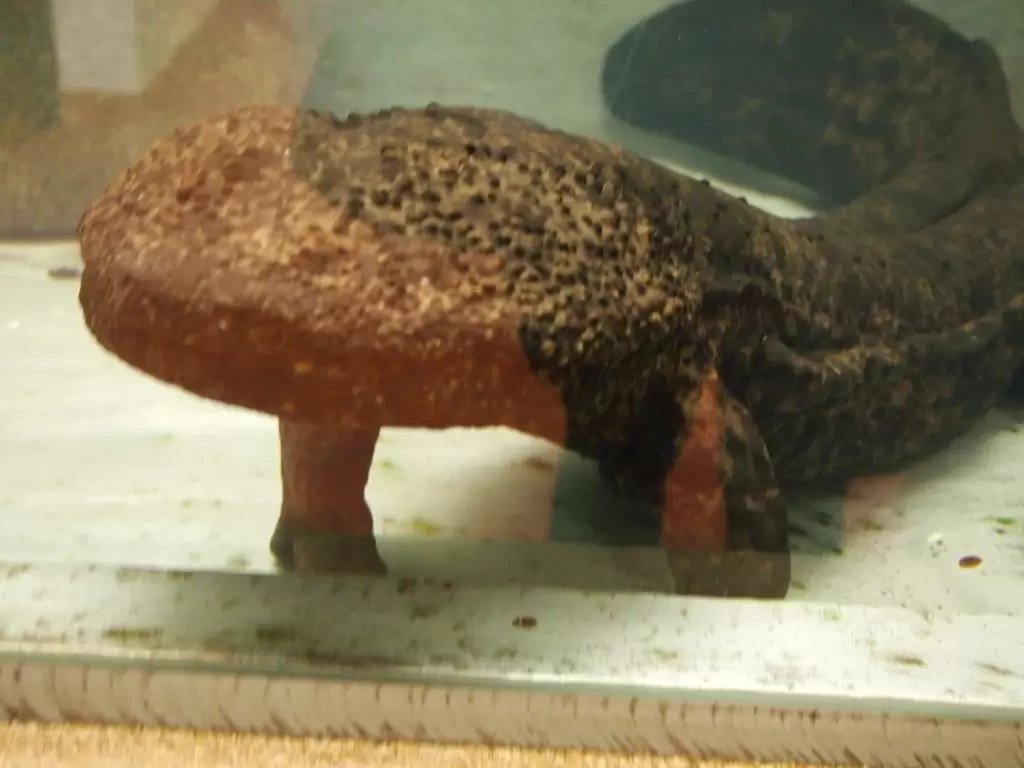 🦎 일본왕도롱뇽 센터(한자키 센터)